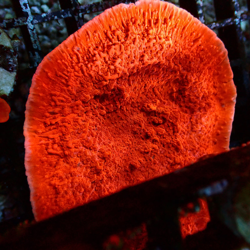 Montipora Rot Frag 22