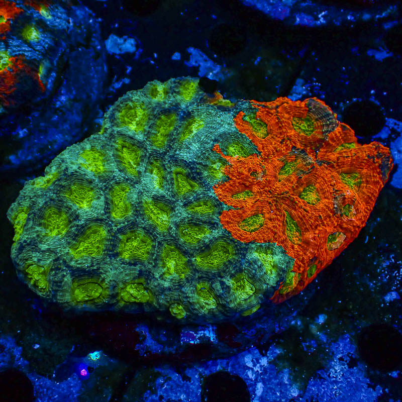 Acanthastrea Echinata Crafted