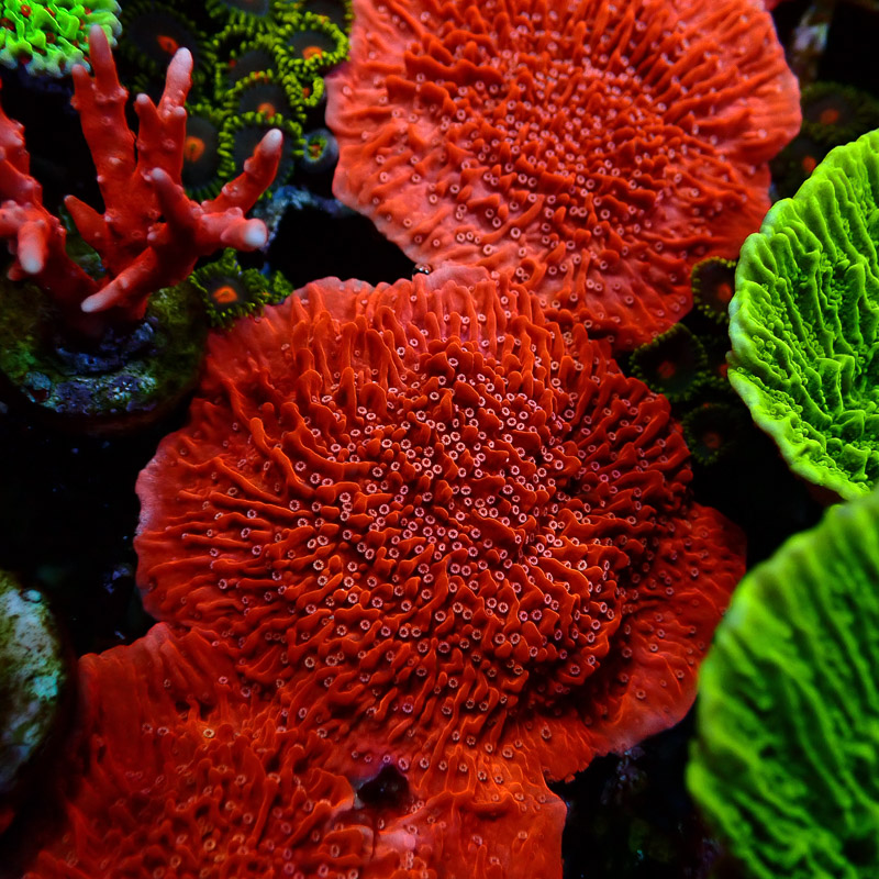 Montipora Rot Frag 13