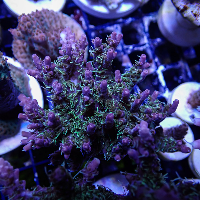 Acropora MC Confetti