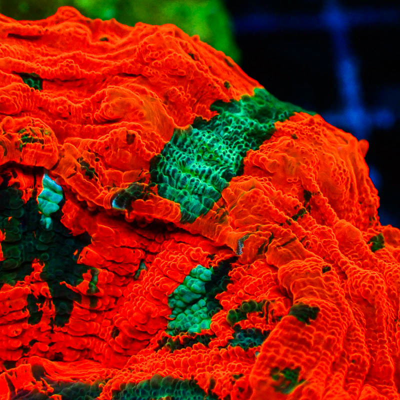 Acanthophyllia MC Orange Monster