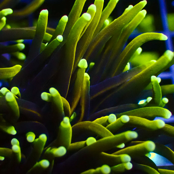 Euphyllia Glabrescens Dragon Soul