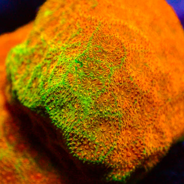 Psammocora Golden Orange Frag 04