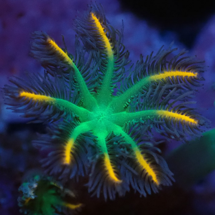 Clavularia MC Tricolor