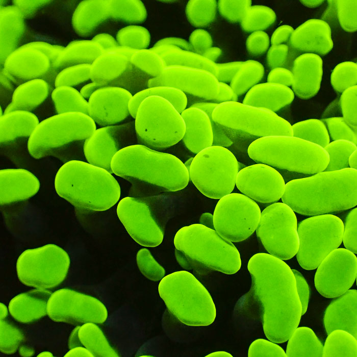 Paraancora Ultra Grün