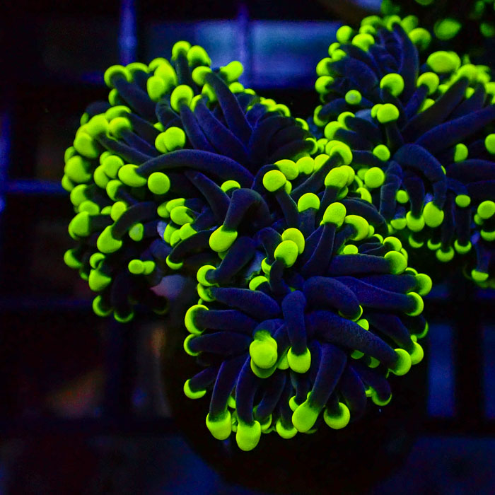 Euphyllia Black Torch Green Tips