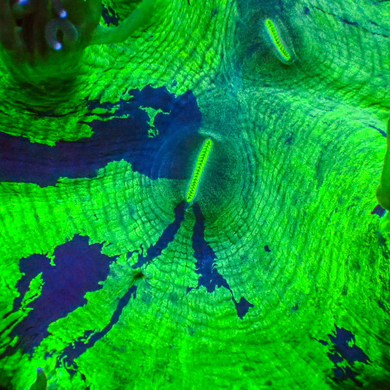 Catalaphyllia Blue Tip