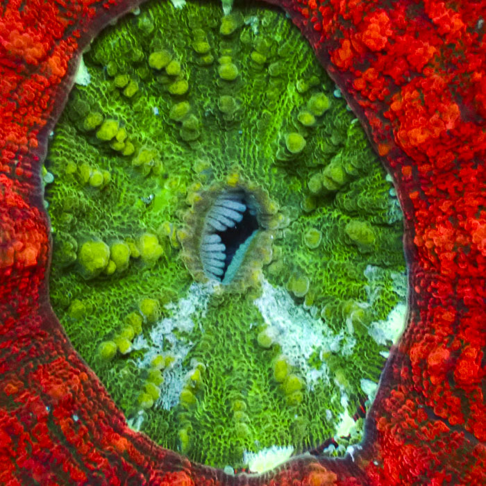 Lobophyllia MC Orange Monster