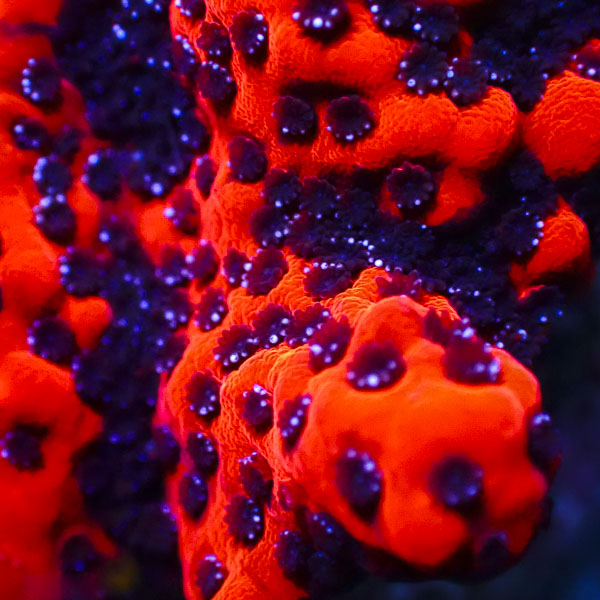 Montipora MC Mystic Sunset