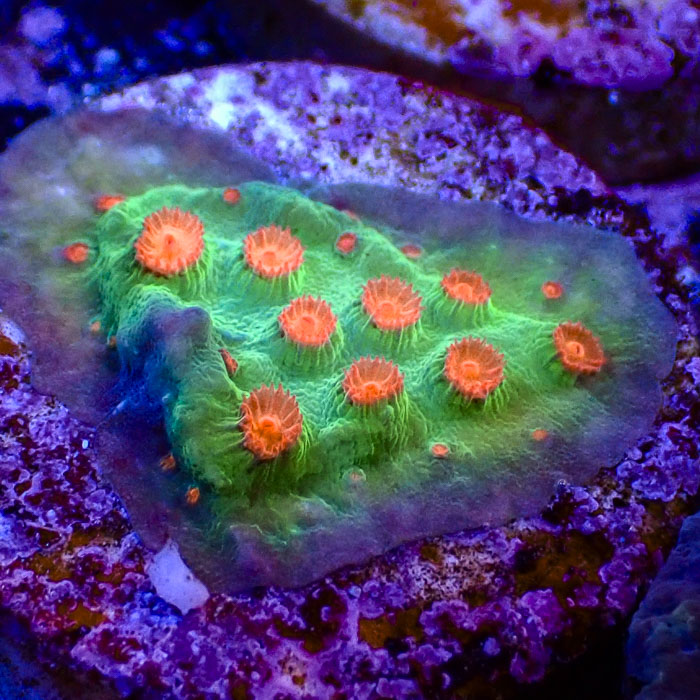Cyphastrea Meteor Shower Frag 01