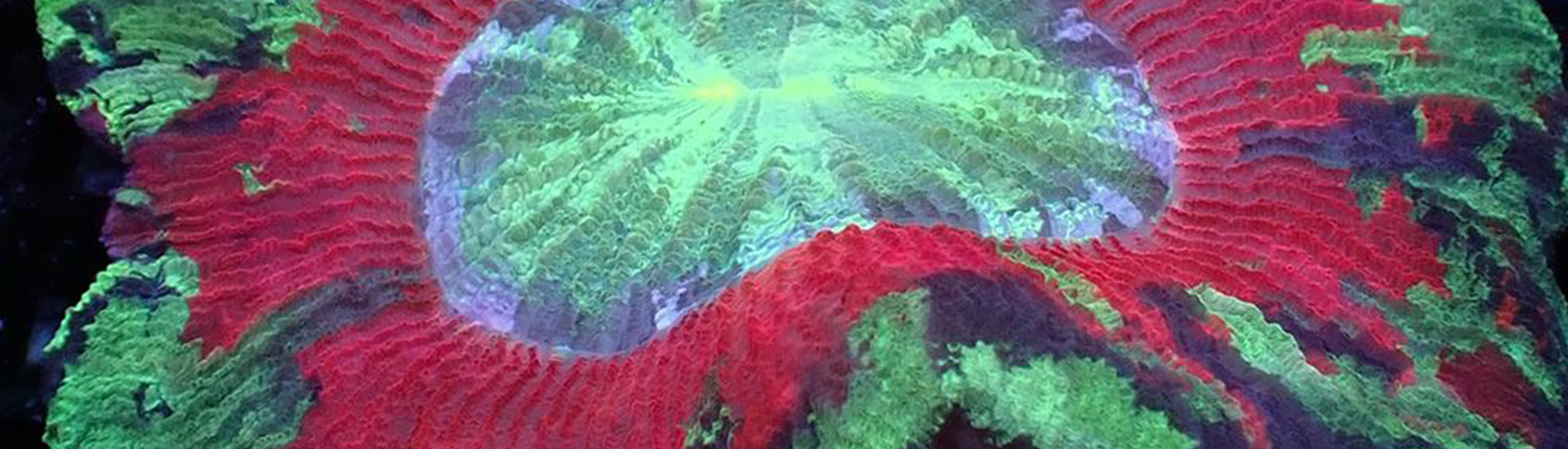 Große Trachyphyllia mit geschwungener Struktur – LPS Koralle für Profis