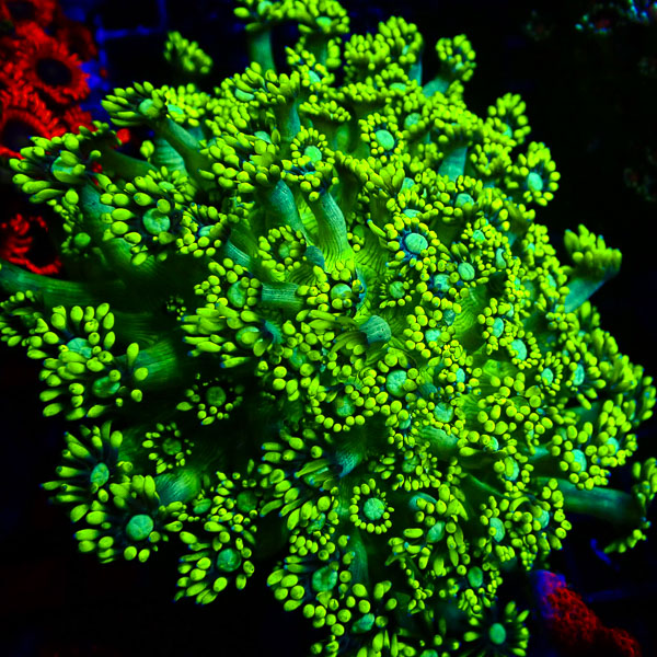 Alveopora MC Bisasams Knospe NZ CTO