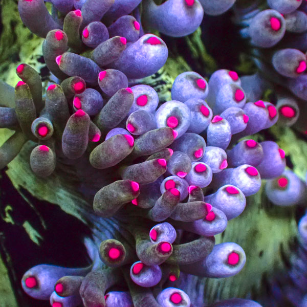 Catalaphyllia MC Frozen Bubbles