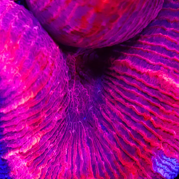Trachyphyllia MC Dragonfruit Fold