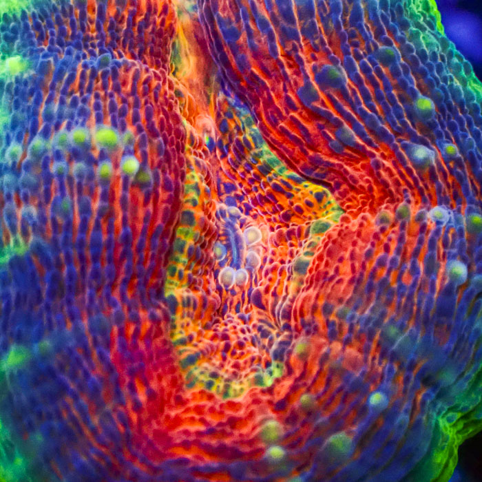 Lobophyllia MC Aurora Kaleidoscope Frag 03