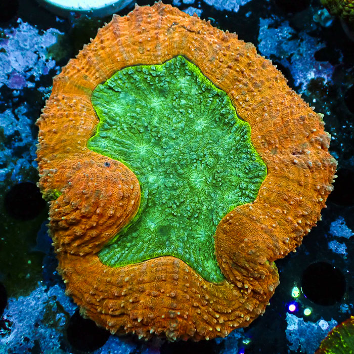 Lobophyllia MC Emerald Lotus Flame