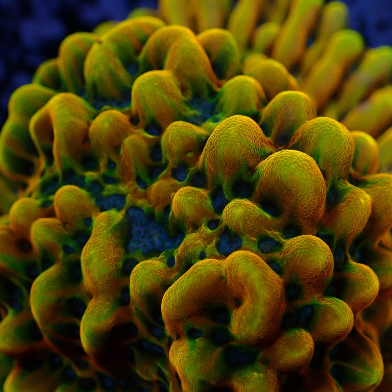Montipora Crazy T. Frag 03