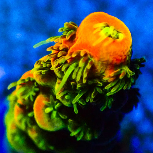 Acropora MC Mango Fusion