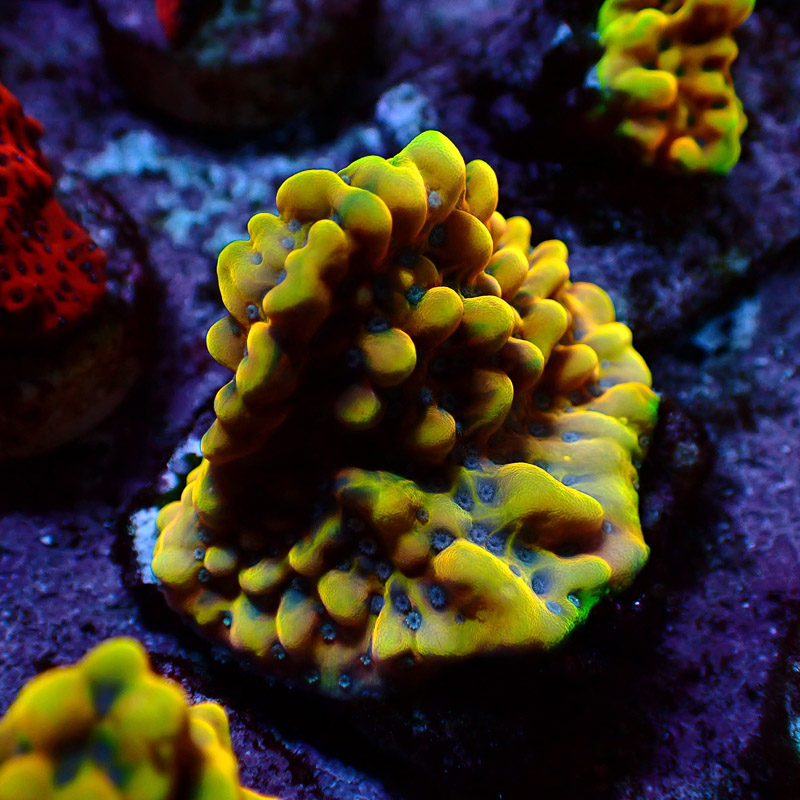 Montipora Crazy T. Frag 10