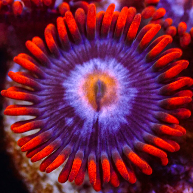 Zoanthus MC Witches Brew