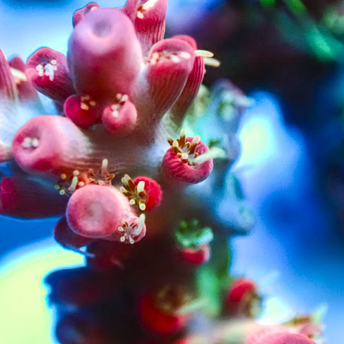 Acropora MC Riftwalker
