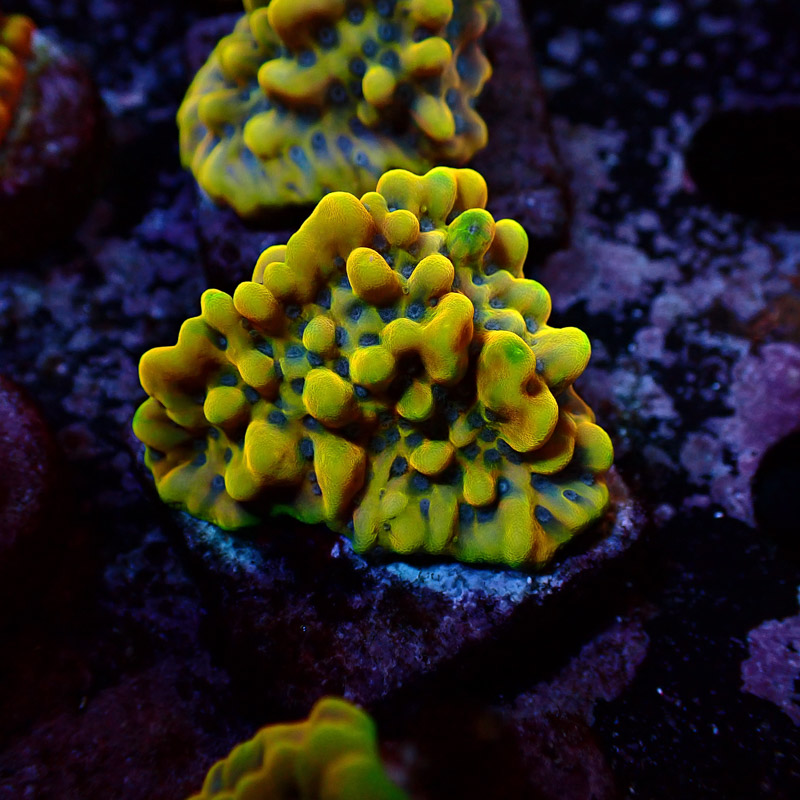 Montipora Crazy T. Frag 05