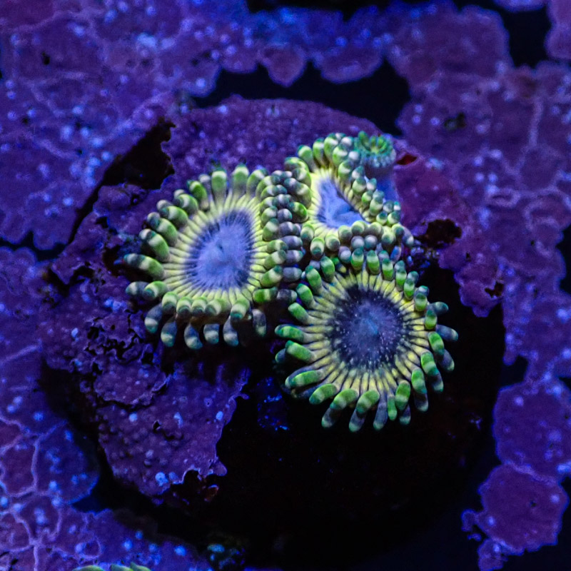 Zoanthus MC White Walker