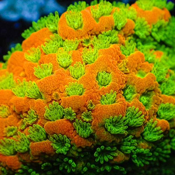 Montipora MC Gold Rush