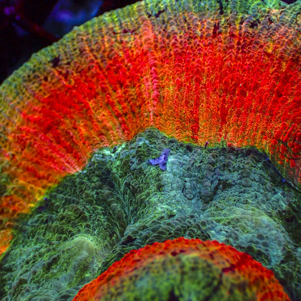 Trachyphyllia MC Mango Mirage