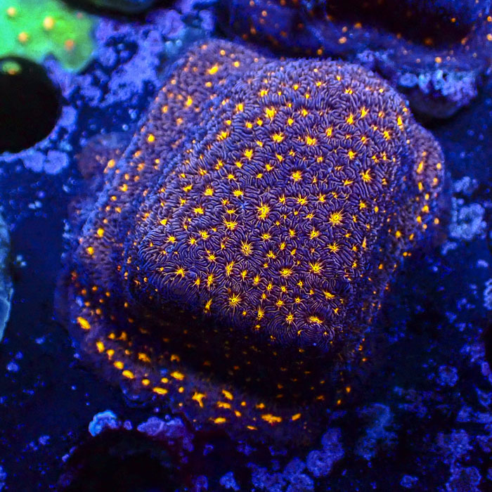 Psammocora BigR Frag 01