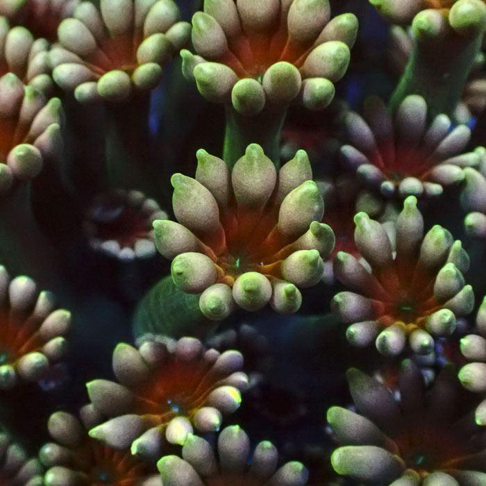 Alveopora Ruby Magnolia Frag 02