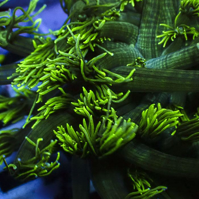 Goniopora Forest Glow