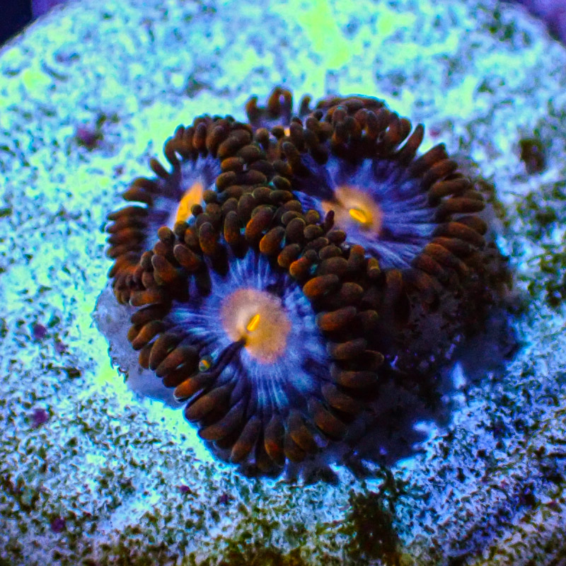 Zoanthus MC Aurora Blaze