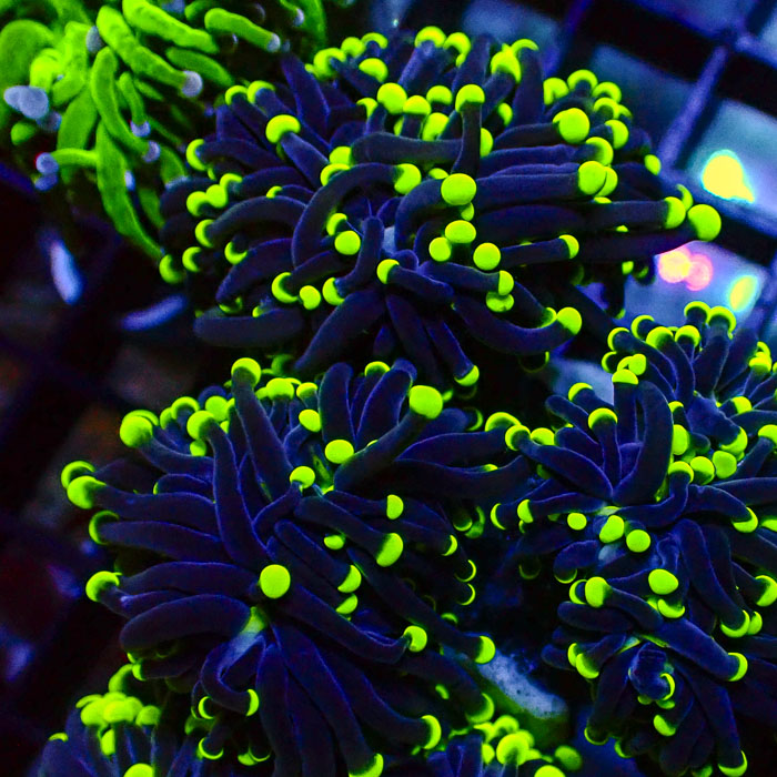 Euphyllia Black Torch Green Tips