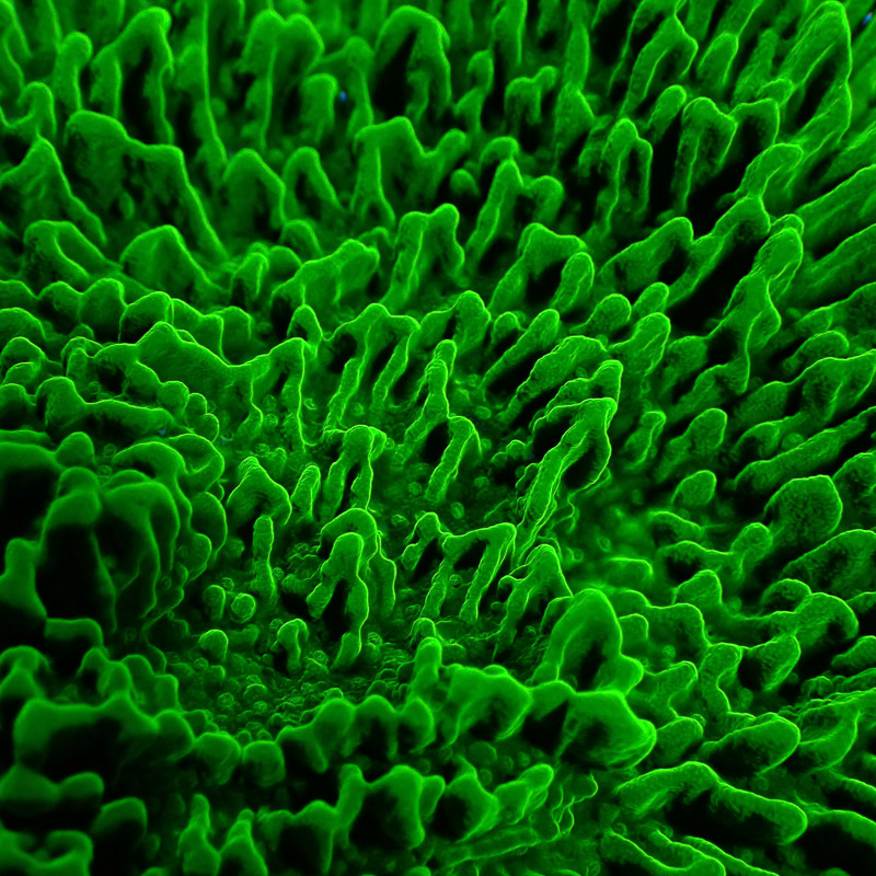 Montipora Grün Frag 05