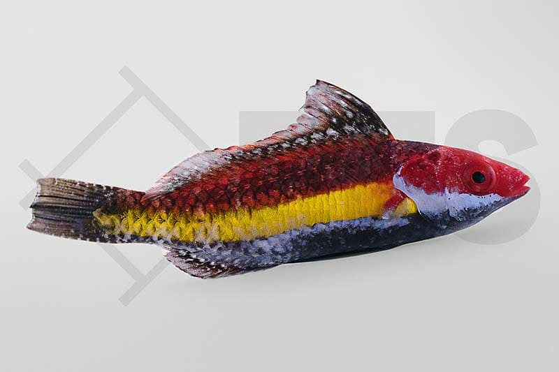 Cirrhilabrus naokoae (Haiflossen Zwerglippfisch)