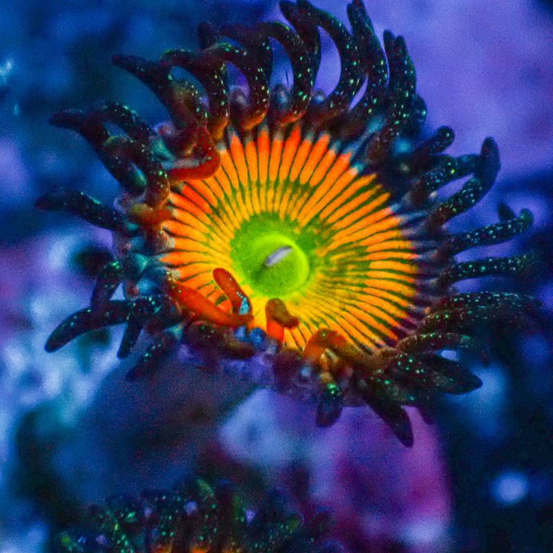 Zoanthus MC Ultra Sunny D.