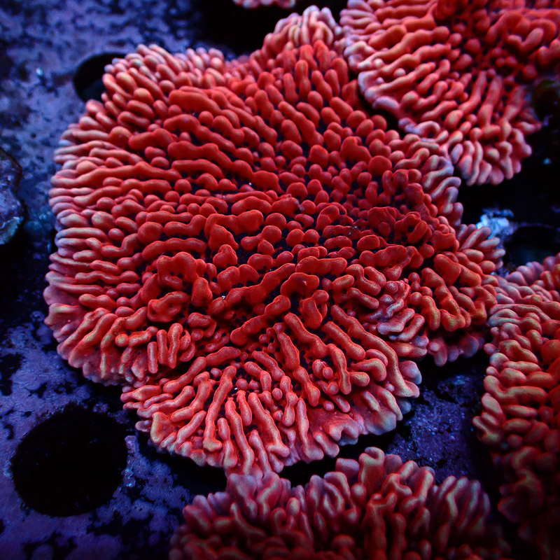 Montipora Mean Streak Frag 33