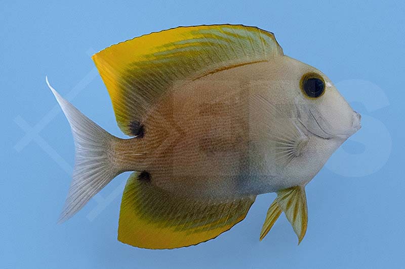 Tominis Borstenzahndoktor (Ctenochaetus tominiensis)
