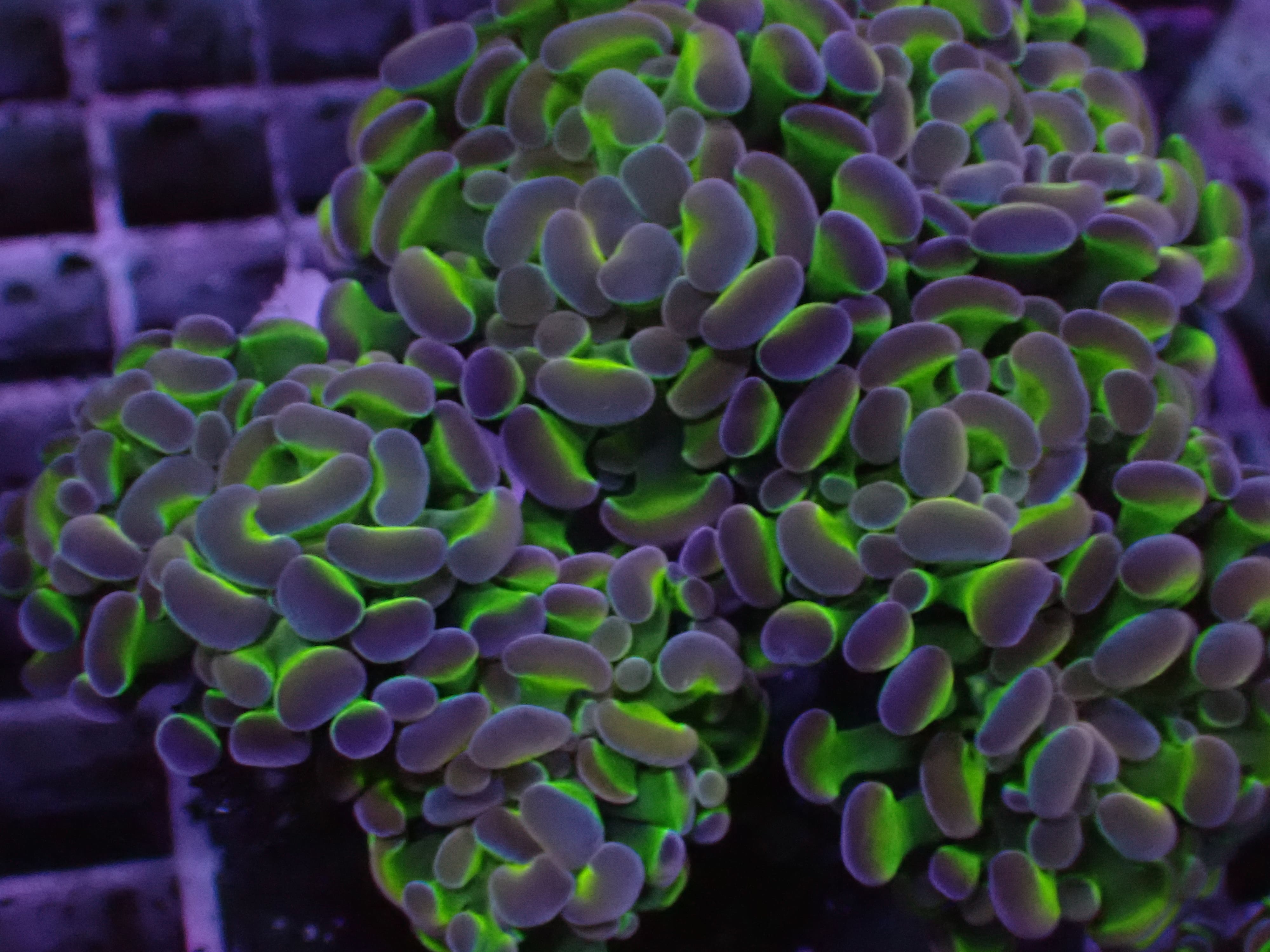 Paraancora Fake Hologram (Bali)