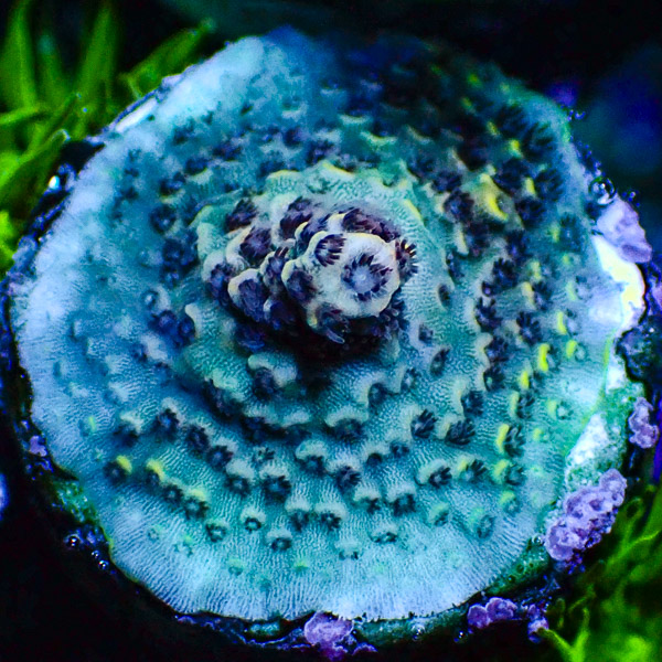 Acropora Türkis/Grün/Rosa