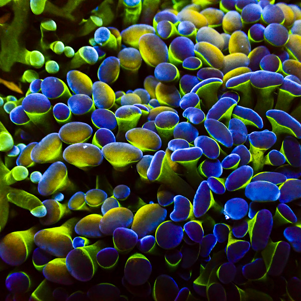 Paraancora MC Hologram Electric NZ