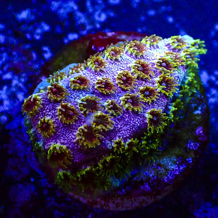 Cyphastrea Skittles Bomb Frag 02