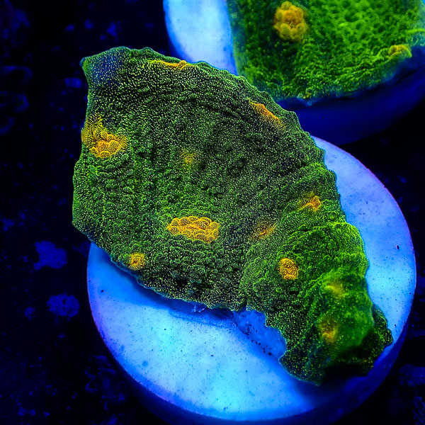 Chalice John Deere Frag 02