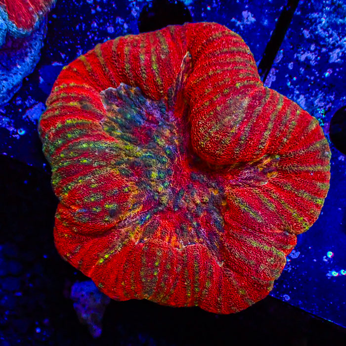 Lobophyllia MC Dynasty Colorstorm