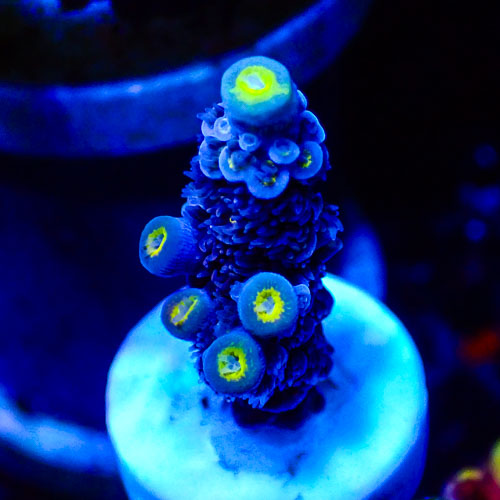 Acropora MC Blueberry Lemon Swirl