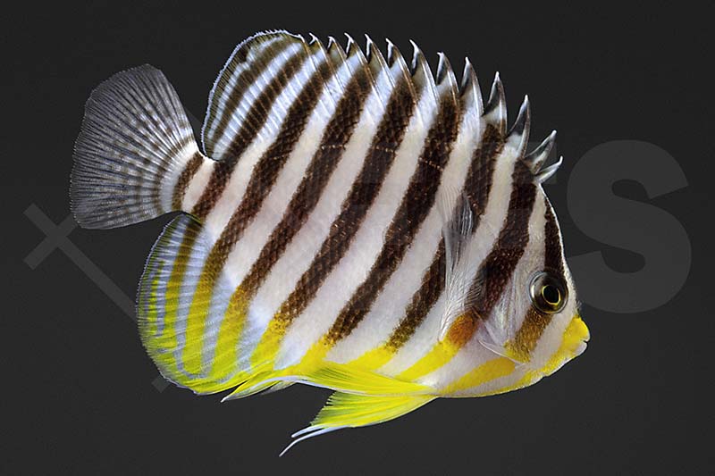 Zebra Zwergkaiserfisch (Paracentropyge multifasciata)