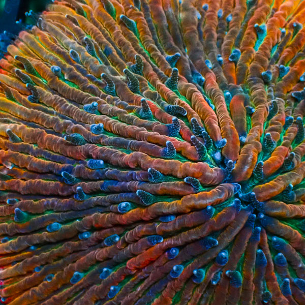 Fungia MC Rainbow Burst