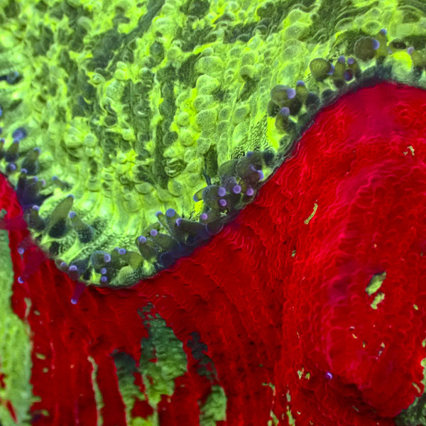 Trachyphyllia MC Dragon Heart