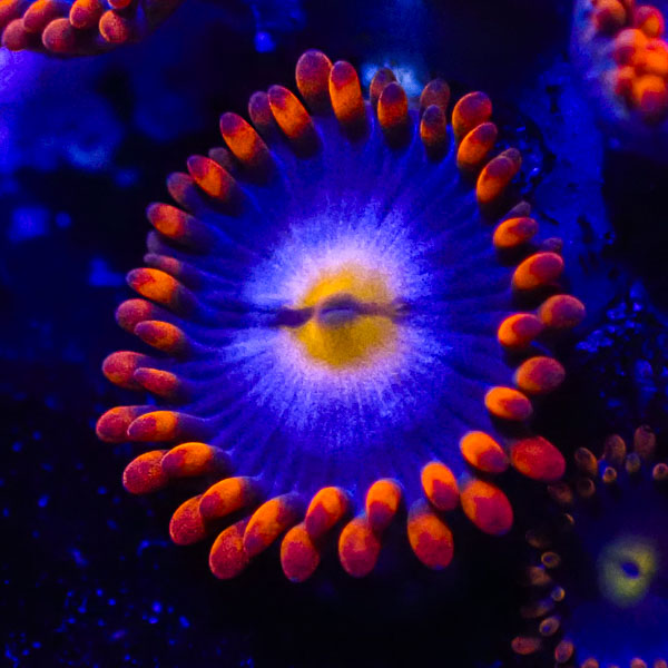 Zoanthus MC My Clementines